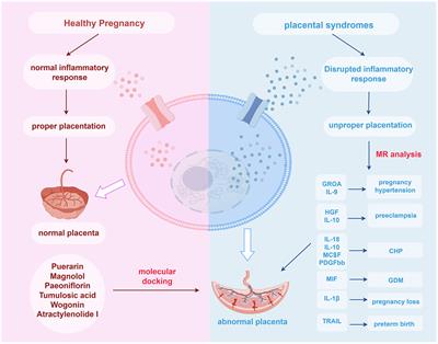 Investigating the molecular mechanism of traditional Chinese medicine for the treatment of placental syndromes by influencing inflammatory cytokines using the Mendelian randomization and molecular docking technology